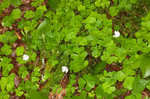 Mountain woodsorrel